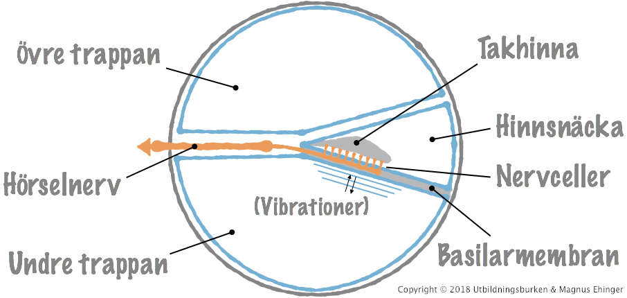 När basilarmembranet vibrerar fyrar nervceller i hinnsnäckan av, och ljudet registreras i hjärnan via hörselnerven.