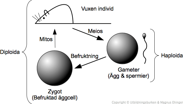 Generationsväxling: Diploida och haploida celler. 