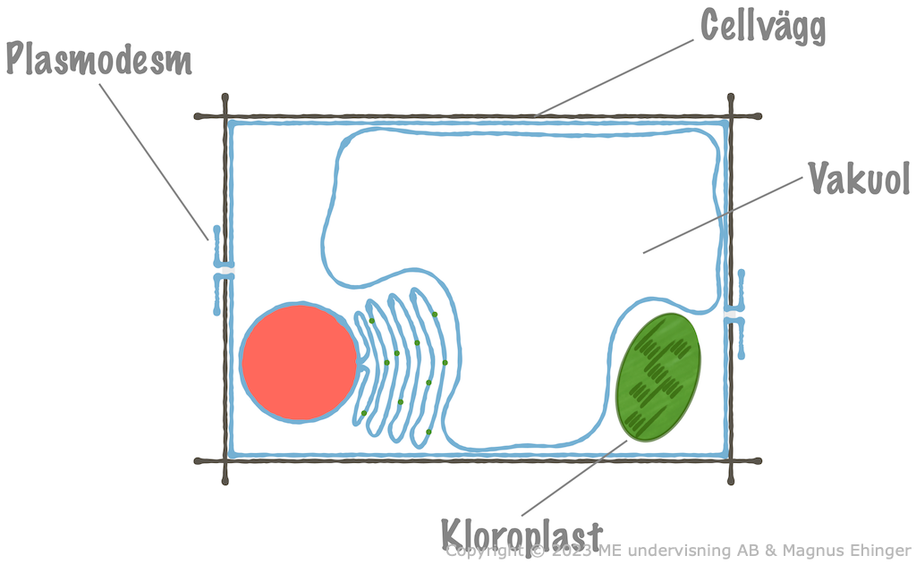 Kloroplasten är en av flera organeller i växtcellen.