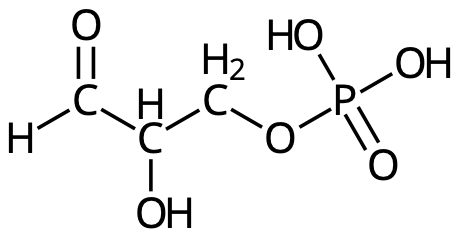 Glyceraldehyd-3-fosfat. 