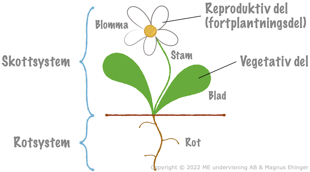 Växternas organsystem.