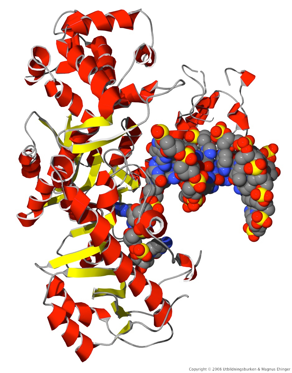 Klenow-fragmentet komplexbundet med dsDNA. 