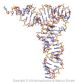 tRNA-molekyl från Saccharomyces cerevisiae. 