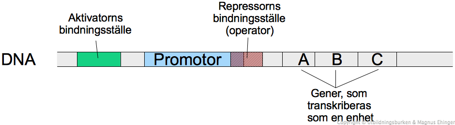 Ett generellt operon. I operonet ingår en promotor, dit RNA-polymeraset binder, och ett antal gener (i det här fallet A, B och C). De flesta operon har också något slags bindningsställe för en repressor och/eller aktivator.
