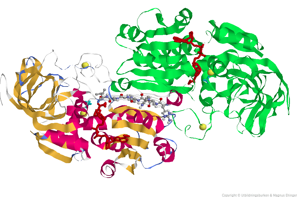 Alkoholdehydrogenas består av två peptidkedjor. Den ena kedjan har här färgats grön. 