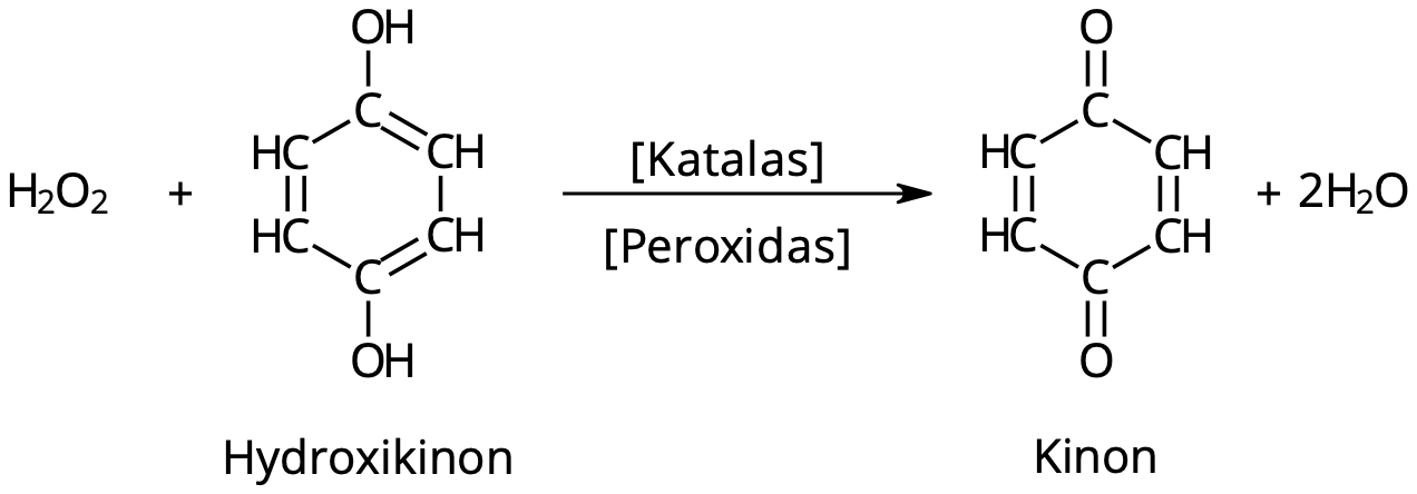 I reaktionen med väteperoxid oxideras kolatomerna med OH-grupper i hydroxikinon till karbonylgrupper. Reaktionen katalyseras av enzymerna katalas och peroxidas.
