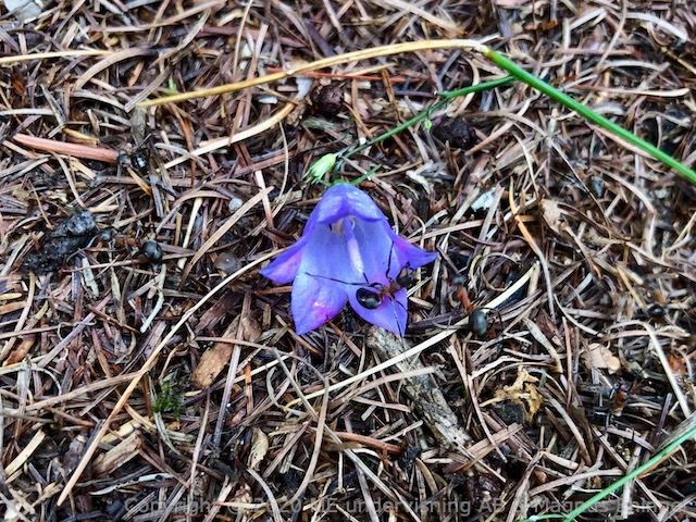 Myrornas myrsyra gör att blåklockan ändrar färg från blå till rosa.