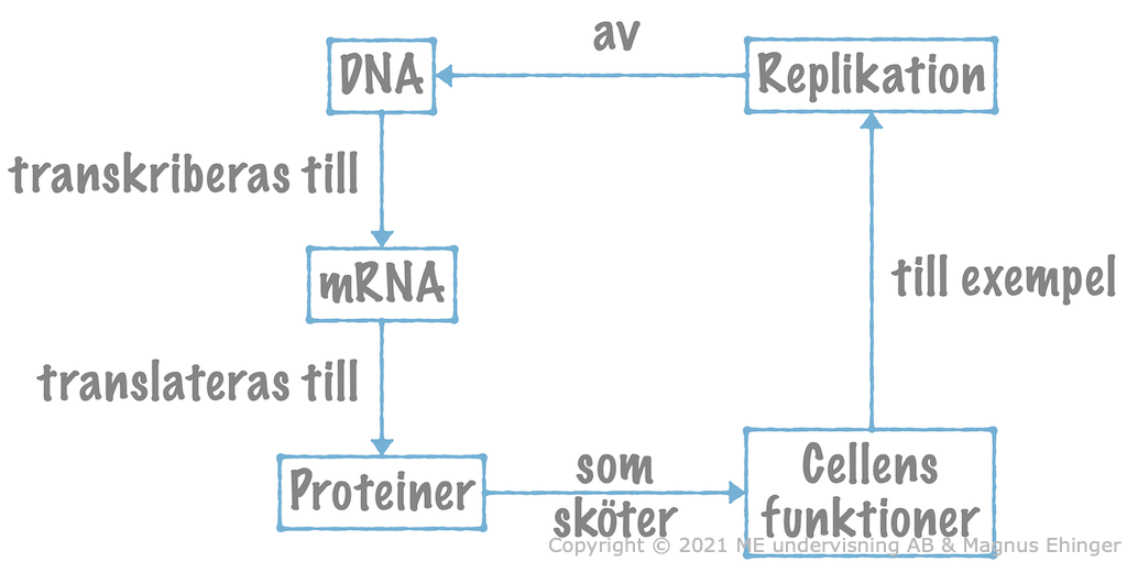 DNA-molekylens funktioner.