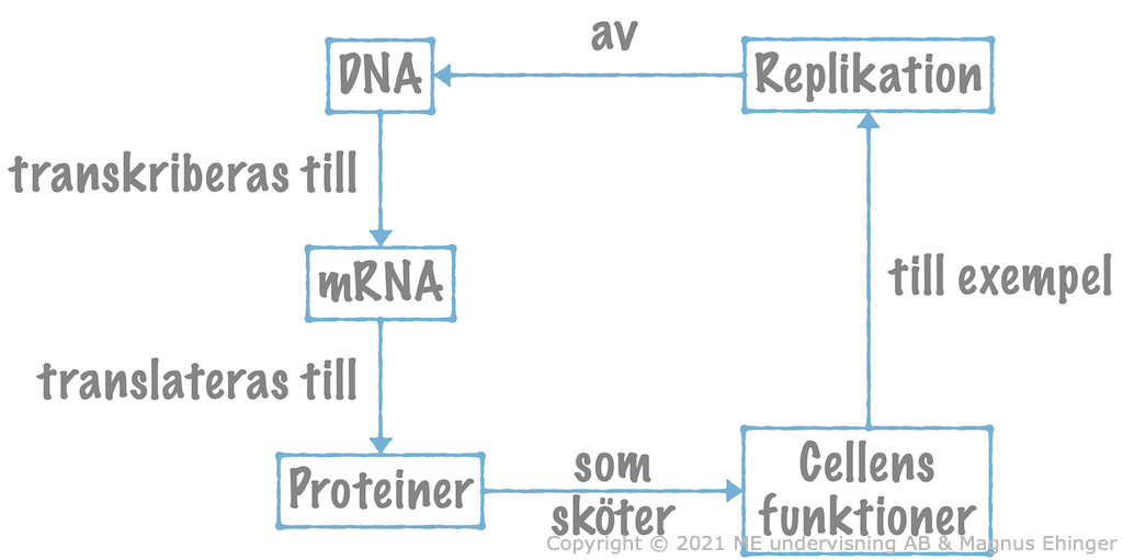 Den molekylärgenetiska dogmen.