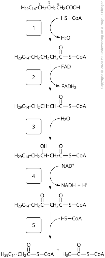 Beta-oxidationens fem steg.