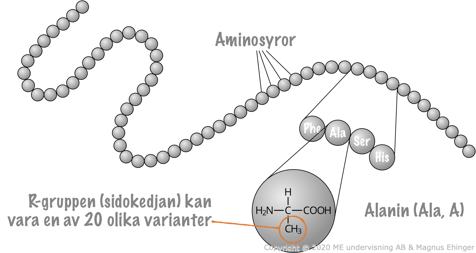 Proteiner är långa kedjor av aminosyror. 