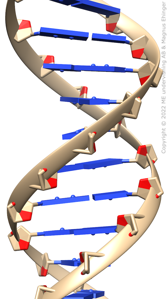 Modell av en DNA-molekyl.