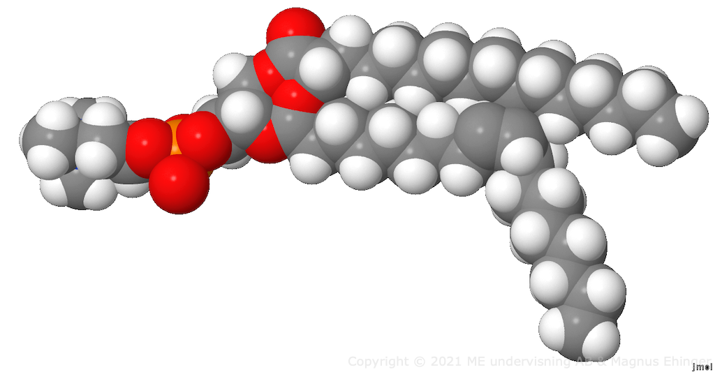 Phosphatidylcholine landscape