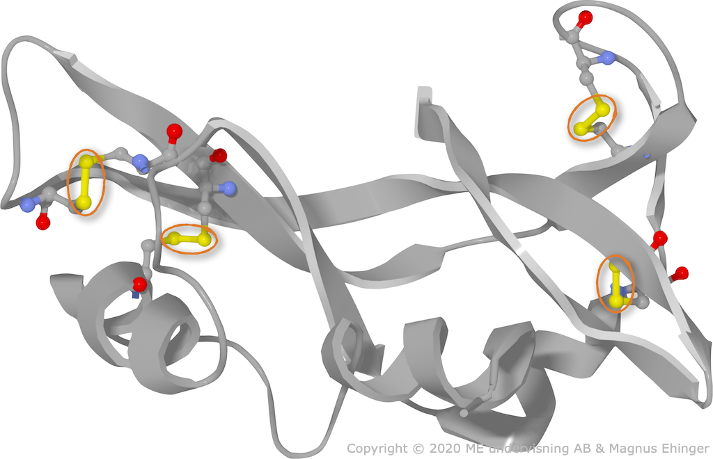 Disulfidbryggor (inringade) i enzymet ribonukleas A. Nästan alla atomer har tagits bort i bilden, och istället syns proteinets ryggrad, det gråa bandet som slingrar sig fram och tillbaka. Disulfidbryggorna gör att enzymet hålls ihop i sin specifika struktur.
