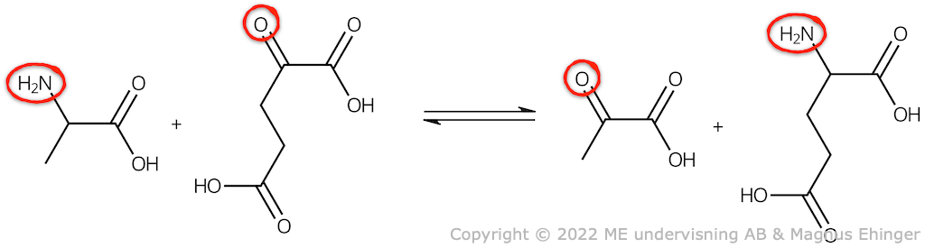 Exempel på en transaminering: Alanin + α-ketoglutarsyra ⇌ pyrodruvsyra + glutaminsyra. 