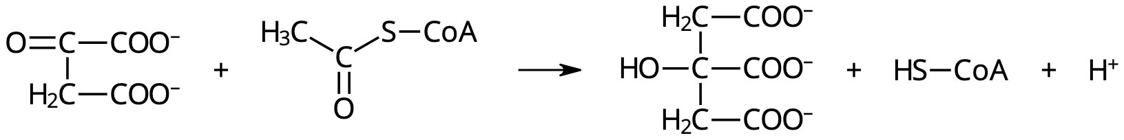 oxalacetat-Acetyl-CoA-Citronsyra.
