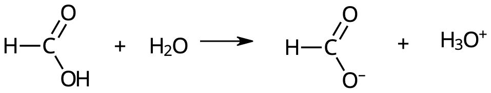 Myrsyrans protolys.