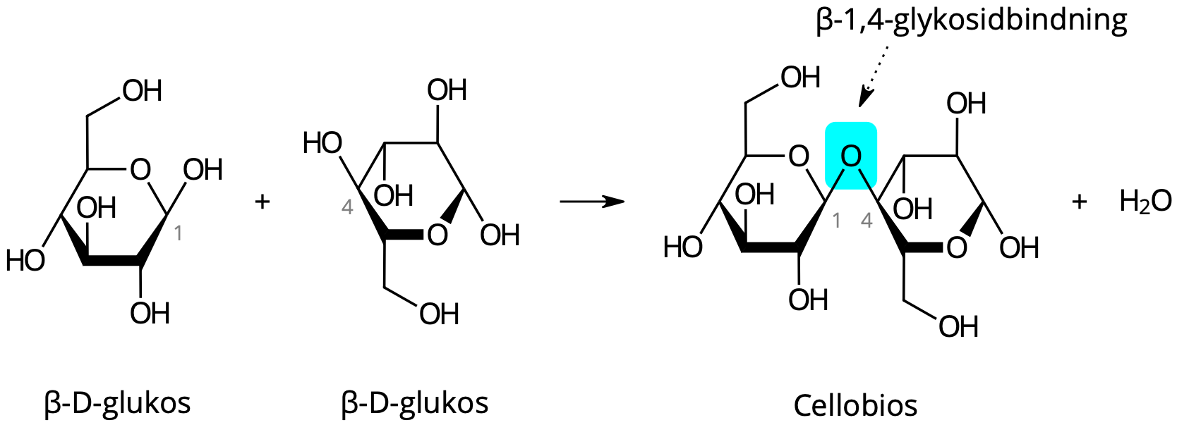 Två β-D-glukosmolekyler kondenseras och  bildar cellobios.
