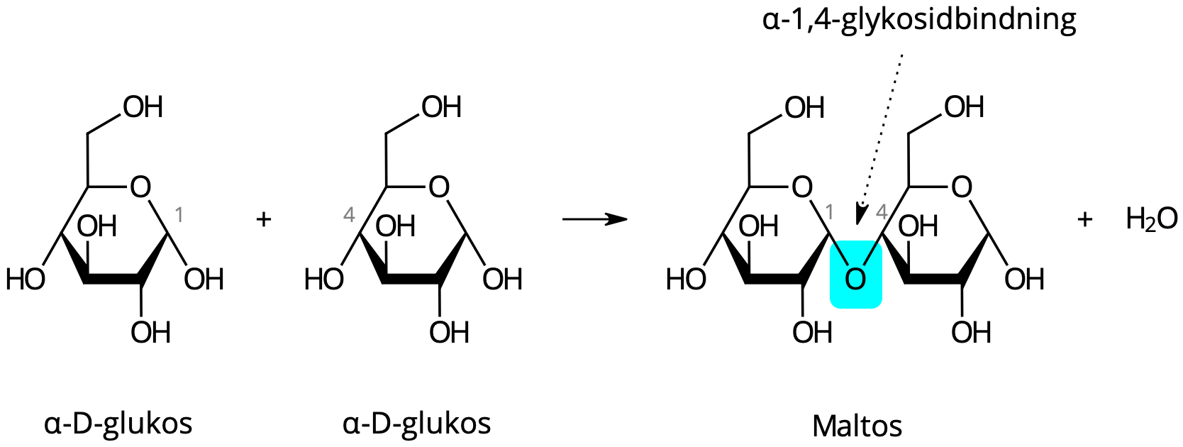 Två α-D-glukosmolekyler kondenseras och bildar maltos.