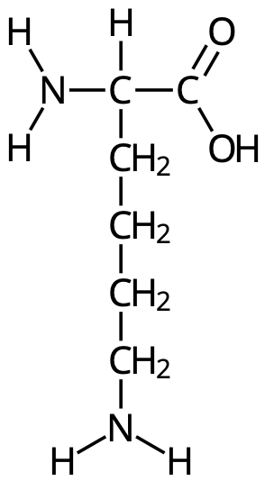 Den isoelektriska punkten för lysin är 9,1, vilket förklaras av den basiska amingruppen i sidokedjan.