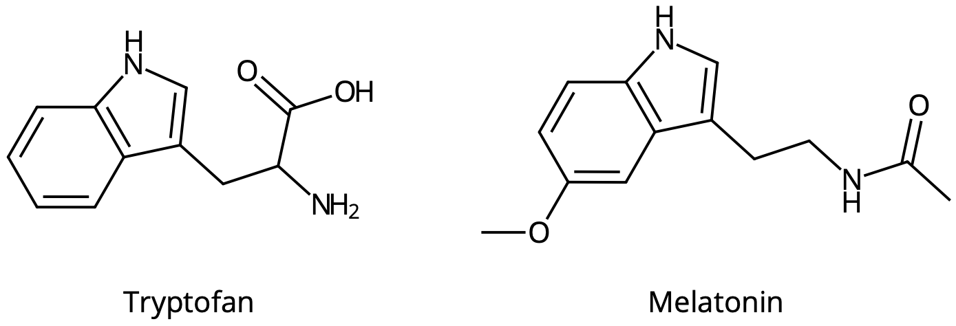 Melatonin (till höger) är en avledning av aminosyran tryptofan.