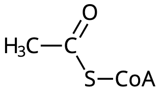 Acetyl CoA