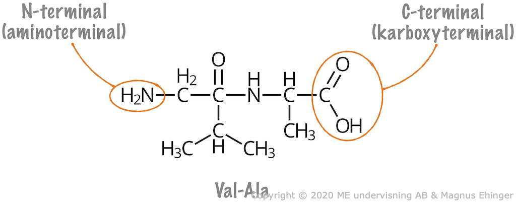 I dipeptiden Val-Ala sitter valin vid N-terminalen och alanin vid C-terminalen.